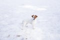 Portrait of a young cute small dog in the snow looking at the camera. Brown and white colors.Outdoors, white background. Nature Royalty Free Stock Photo