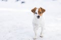 Portrait of a young cute small dog in the snow looking at the camera. Brown and white colors.Outdoors, white background. Nature Royalty Free Stock Photo