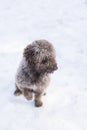 Portrait of a young cute small water dog in the snow. Brown color.Outdoors, white background. Nature Royalty Free Stock Photo