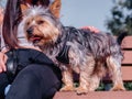 Portrait of a young cute Yorkshire terrier on a bench next to young teenager girl. The dog has slim body type and very friendly Royalty Free Stock Photo