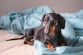 Portrait of a young dachshund dog, black and tan, in a bed at home
