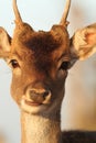 Portrait of young deer buck Royalty Free Stock Photo