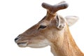 Portrait of young deer buck over white Royalty Free Stock Photo