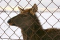 Portrait of young deer. Female deer standing Royalty Free Stock Photo