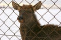 Portrait of young deer. Female deer standing Royalty Free Stock Photo