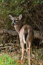 Portrait of a young deer fist winter