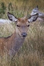 Portrait of a young deer