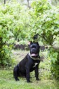 Young dog of the cane-Corso breed against a background of bright green foliage Royalty Free Stock Photo