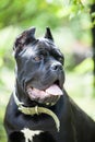 Young dog of the cane-Corso breed against a background of bright green foliage Royalty Free Stock Photo
