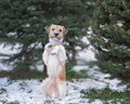 Portrait of dog of parson russell terrier breed near fir tree at winter nature doing some funny tricks