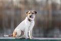 Portrait of young dog of parson russell terrier breed sitting on bench