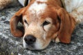 Portrait of the young dog on street