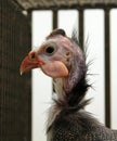 Portrait of young Domesticated guineafowl Numida meleagris