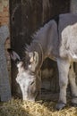 Portrait of young donkey eats hay sun-kissed with the door and t Royalty Free Stock Photo