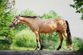 Young draft buckskin gelding horse in bridle standing on road in summer