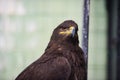 portrait young eagle Royalty Free Stock Photo