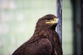 portrait young eagle Royalty Free Stock Photo