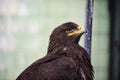 portrait young eagle Royalty Free Stock Photo