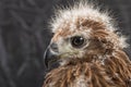 Portrait of young eagle on black Royalty Free Stock Photo