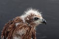 Portrait of young eagle Royalty Free Stock Photo
