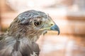 Portrait of a young eagle close-up on a blurry background_ Royalty Free Stock Photo
