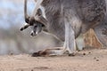 Portrait of young eastern hill wallaroo, Macropus robustus robustus, peeks out of mother`s pouch. Lovely young kangaroo