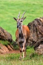 Portrait of a Young Eland Antelope Royalty Free Stock Photo