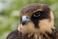 Eurasian hobby Royalty Free Stock Photo