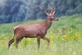 Portrait of Young european red deer in the autumn landscape Royalty Free Stock Photo