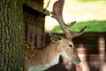 Portrait of young fallow deer behind the tree Royalty Free Stock Photo