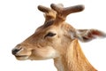 portrait of young fallow deer buck Royalty Free Stock Photo