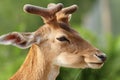 Portrait of young fallow deer stag Royalty Free Stock Photo