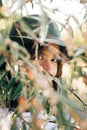 Portrait of young fashionable woman with modern earrings posing in  green olive branches in soft evening light, stylish boho girl Royalty Free Stock Photo