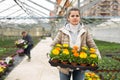 Female floriculturist arranging pots with blooming Calendula