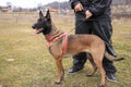 Portrait of a young female German shepherd dog in a park. A boy is holding her on a leash Royalty Free Stock Photo