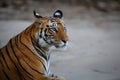 Portrait of a young female tiger resting in Bandhavgarh National Park Royalty Free Stock Photo