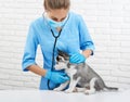 Female veterinarian listening heart beat of husky puppy. Royalty Free Stock Photo