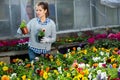 Worker checking potted pansies flowers