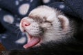 Portrait of young ferret Royalty Free Stock Photo