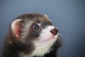 Portrait of young ferret Royalty Free Stock Photo