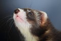 Portrait of young ferret Royalty Free Stock Photo