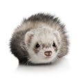 Portrait of young ferret in front of white background Royalty Free Stock Photo
