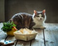 Portrait of a young fluffy cat lying on a table near a basket of eggs