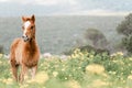 Portrait of a young foal in a blooming field Royalty Free Stock Photo