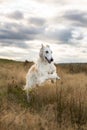 Portrait of young and free beige dog breed russian borzoi running in the field at sunset