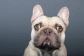 Portrait of a young french Bulldog