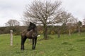 Little Friesian foal standing in a natural landscape Royalty Free Stock Photo