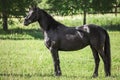 Young friesian mare horse standing in green meadow Royalty Free Stock Photo