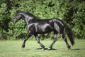 Young friesian mare horse trotting in green meadow Royalty Free Stock Photo