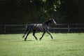 Young friesian mare horse trotting in green meadow in summer Royalty Free Stock Photo